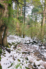 Obraz na płótnie Canvas Winter Yaskuhima forest in Kyusyu Japan.