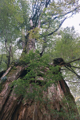 Fototapeta premium Winter Yaskuhima forest in Kyusyu Japan.