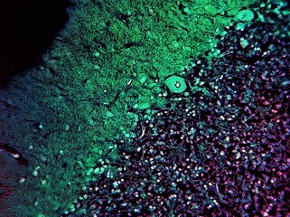 Purkinje cells cerebellum, histology microscopic view neurons