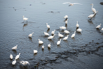 白鷺,しらさぎ,はくろ,鳥綱コウノトリ目,サギ科ほぼ全身が白いサギ類の総称,コサギ属の旧名,コサギ,
ダイサギ,チュウサギ,野鳥,水鳥,鳥, 空, フライト, 青, カモメ, 自然, 動物, 羽, 白, くちばし, しらさぎ