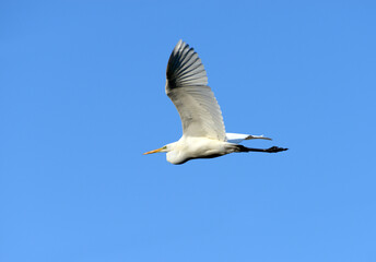 Fototapeta premium 白鷺