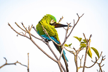 Beautiful close up macaw green parrot on the tree portrait