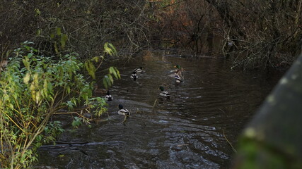 Flock of Ducks floating down the river. 