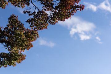 紅葉と青空