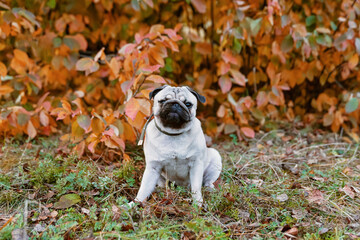 portrait of a young pug sitting among the red autumn foliage with a funny face