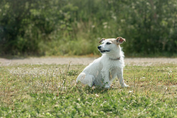 an elderly dog of a long-haired Jackrassel terrier on a walk in nature sits and looks away