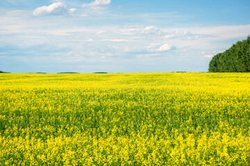 Obraz premium yellow rapeseed field with blue sky on a sunny warm day