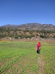 farmer in field