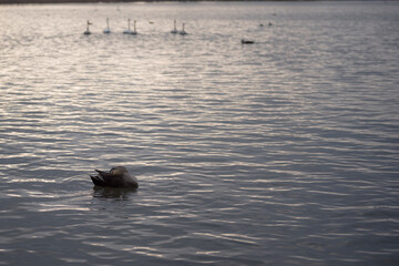 毛づくろいをするカモ