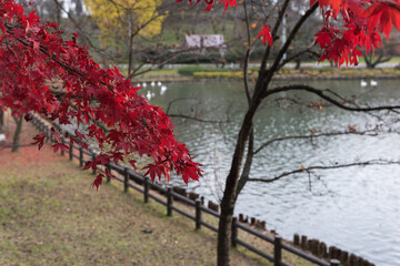 紅葉と池