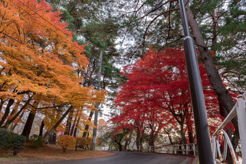 紅葉の道