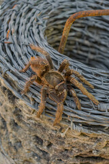 Tarantula