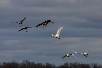Flock Sandhil crane and trumpeter swan in flight
