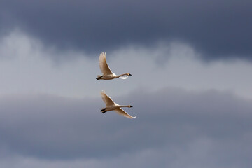 The trumpeter swan (Cygnus buccinator) in flight