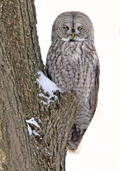 Great Grey Owl portrait in the forest, Quebec, Canada