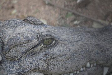 close up of a crocodile