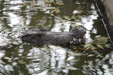 alligator in a pond