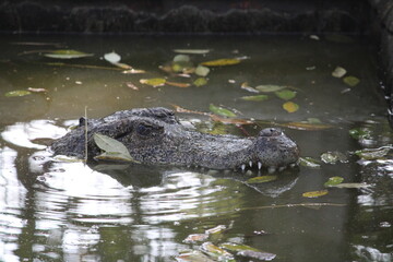alligator in the everglades