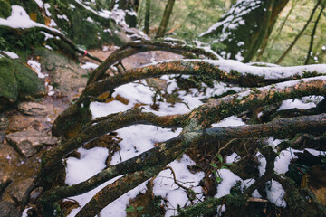Winter Yakushima island in Kyusyu Japan.