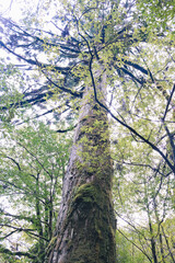 Winter Yakushima island in Kyusyu Japan.