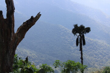 tree in the mountains