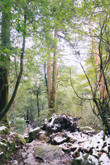 Winter Yakushima island in Kyusyu Japan.