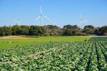 キャベツ畑と風力発電風車　銚子市