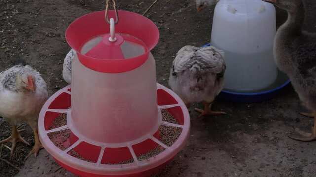 Close up image of a brown chick young hen on a farm eats grain from a feeder, drinks water from a drinker