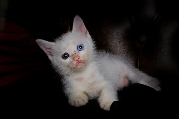 cute white cat with different eyes 