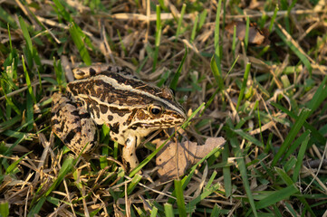 잔디밭에 위장색으로 숨어있는 개구리