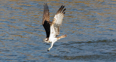 狩りをするミサゴ