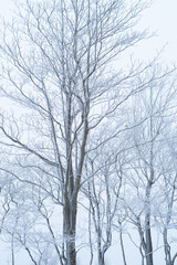 Fototapeta na wymiar 雪に覆われた森
