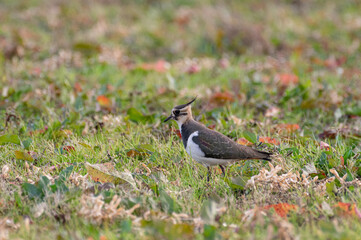 冬の野鳥　タゲリ