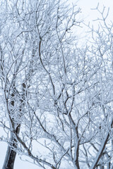 雪に覆われた森