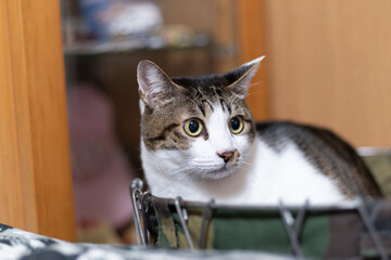 見つめる猫　キジトラ猫