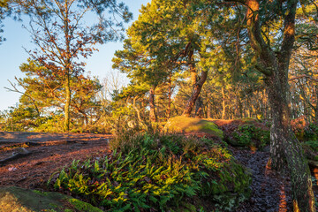 Fototapeta premium morgenlicht im wald