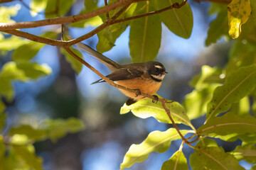 New Zealand Fantail (pīwakawaka) perched on a small branch