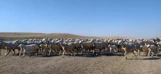 flock of sheep roaming nature for food.