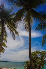 Caribbean beach with a lot of palms and white sand, Dominican Republic