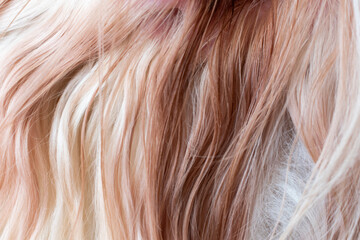 Beautiful abstract white and brown dog fur texture background close-up