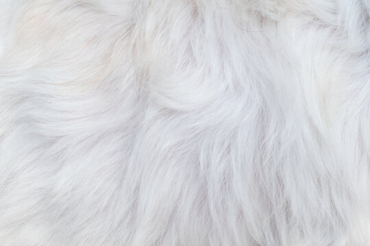Beautiful abstract white dog fur background close-up