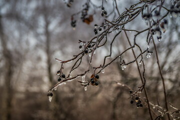 Frozen drops of water on the branches of a tree. Early frosts. Tree branches icing
