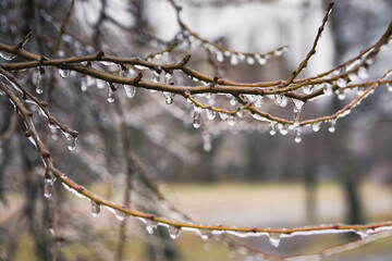 Frozen drops of water on the branches of a tree. Early frosts. T