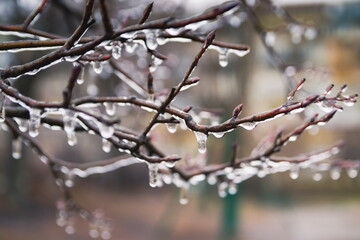Frozen drops of water on the branches of a tree. Early frosts. T