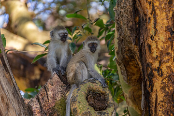 Two little monkeys are sitting on a broken thick branch of a tree