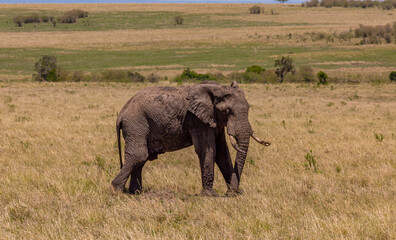 Naklejka na ściany i meble A large African elephant walks along the dry grass of the savannah. Tusks in the ground
