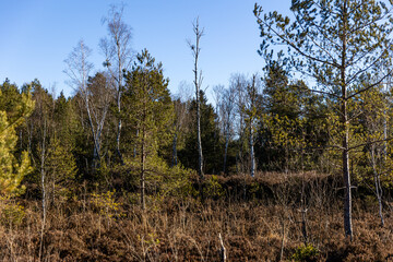 Nicklheimer Filze bei Raubling im Chiemgau, Bayern. Impressionen der renaturierten Moorlandlandschaft in Oberbayern.