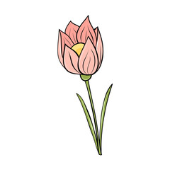pink spring crocus flower hand drawn in cartoon style for card design