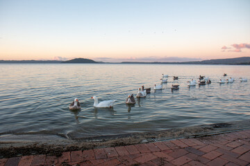 Fototapeta na wymiar Geese on Lake Rotorua at sunset