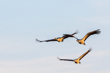 Three cranes flying